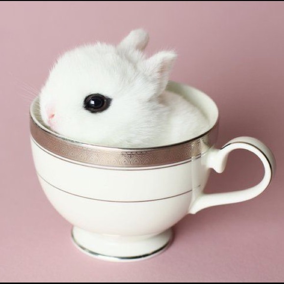 pinkfacedbunny
